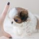 Tiny Type Shih Tzu Puppy ID #001 For Sale