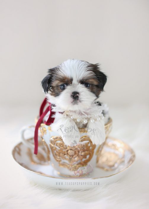 Tiny Type Shih Tzu Puppy