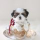 Tiny Type Shih Tzu Puppy