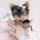 Tiny Yorkie Puppy For Sale #013