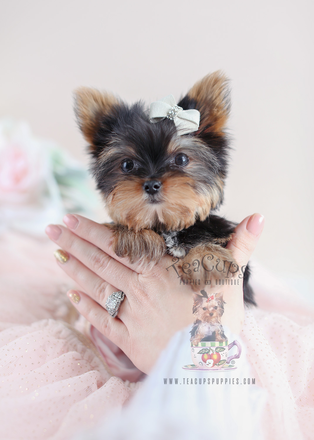 Tiny Yorkie Puppy For Sale #013