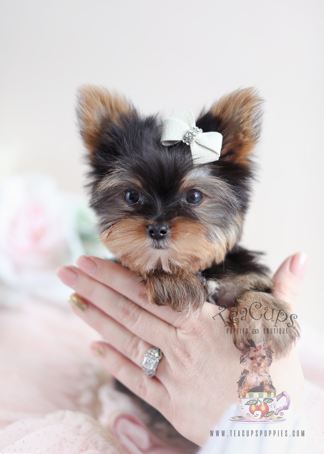 Yorkie Puppies For Sale