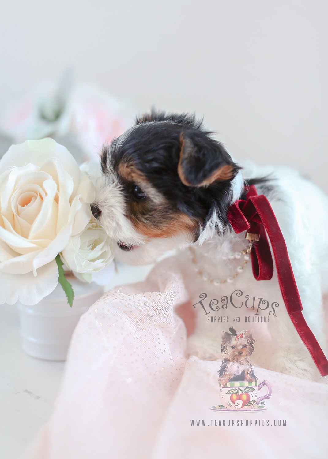 Biewer Yorkie Puppy For Sale