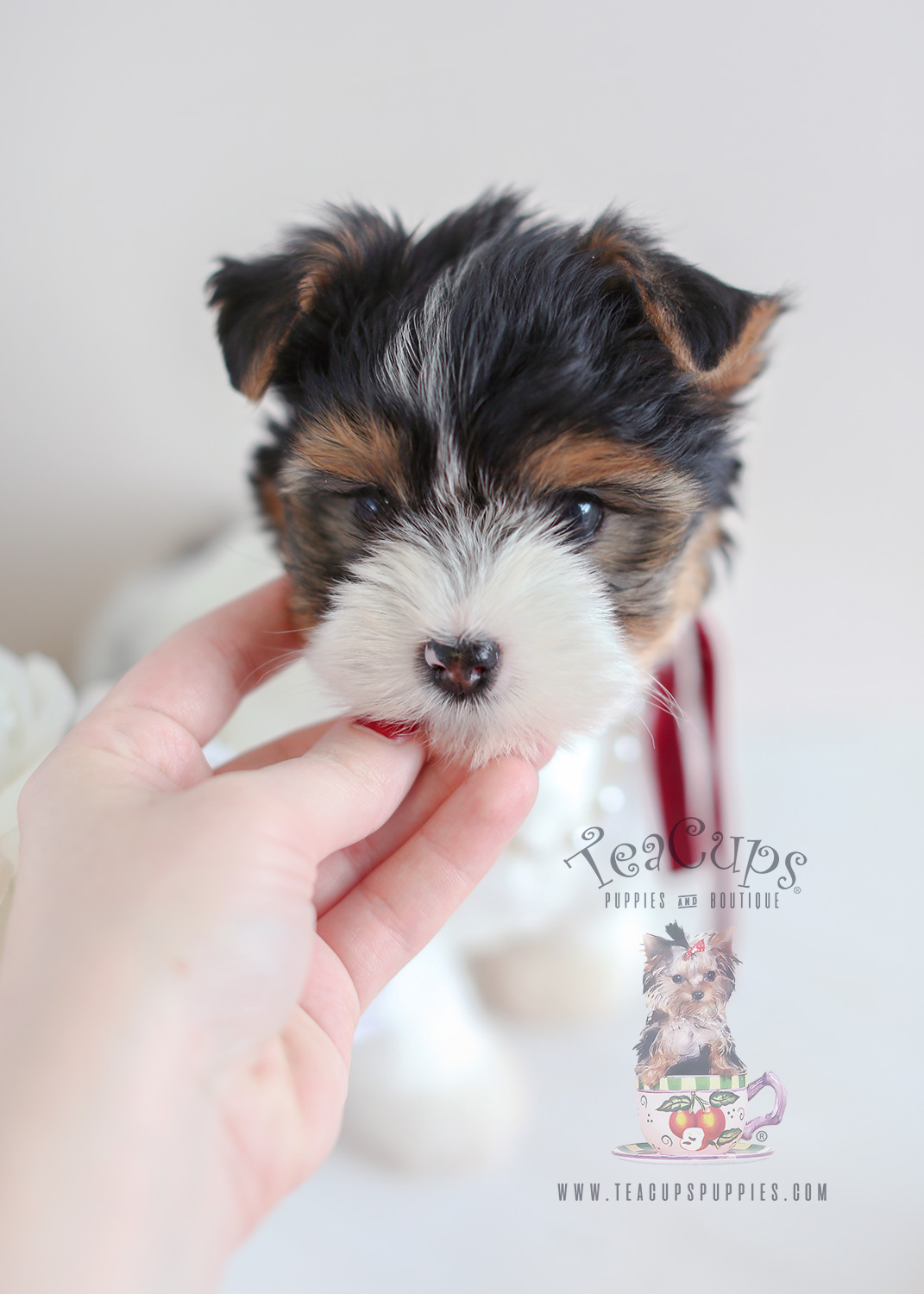 Biewer Yorkie Puppy