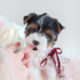 Biewer Yorkie Terriers For Sale