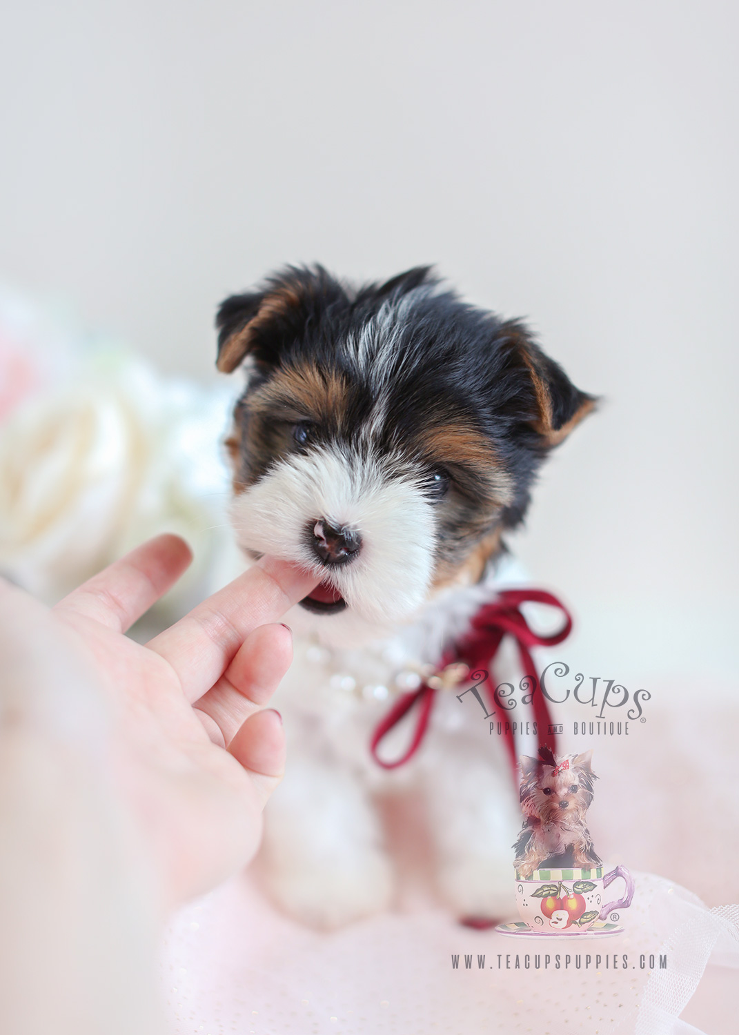 Biewer Yorkie Terriers For Sale