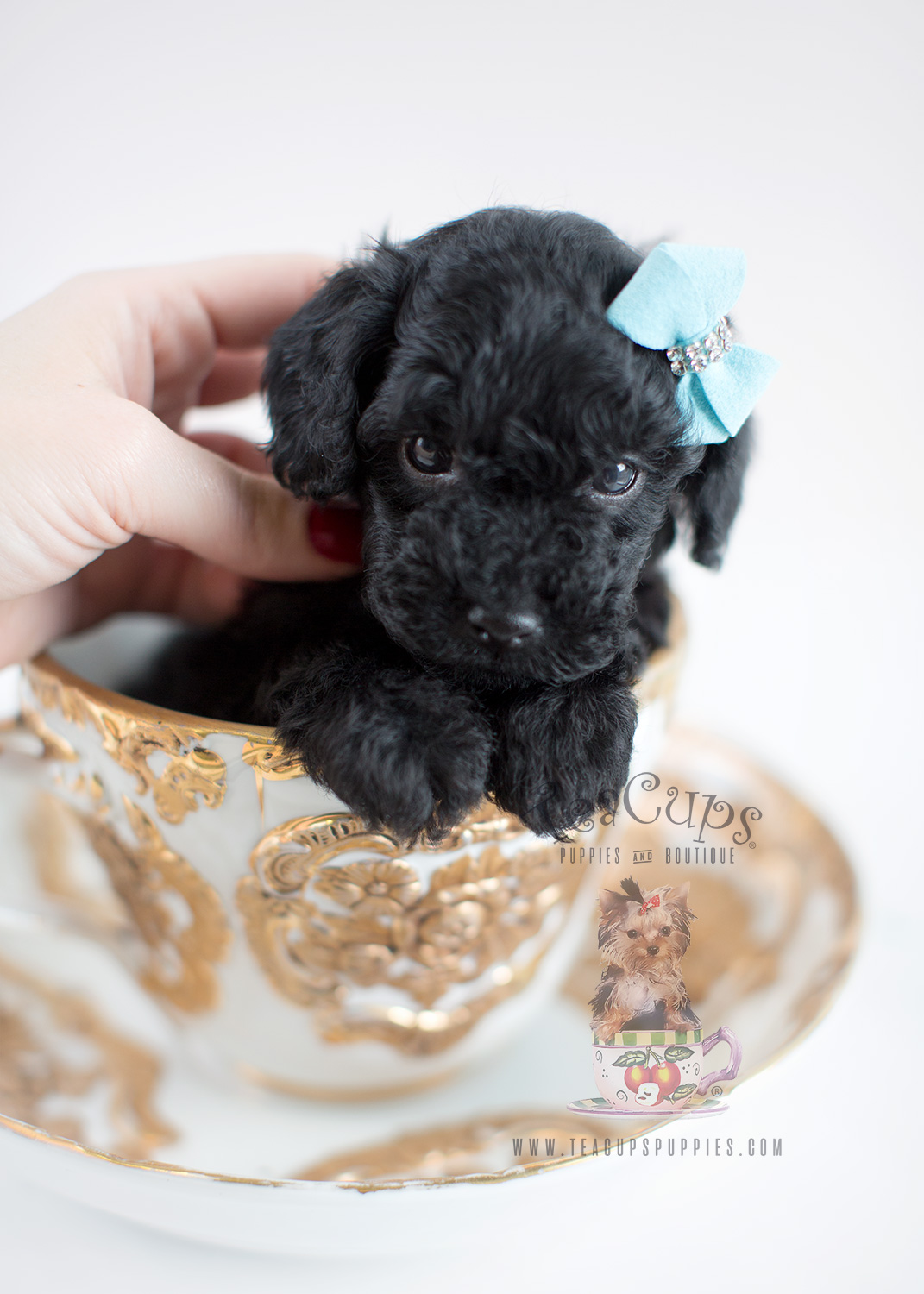 Teacup Poodle Puppies For Sale | Teacups, Puppies & Boutique