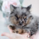 Blue Merle Pomeranian Puppy