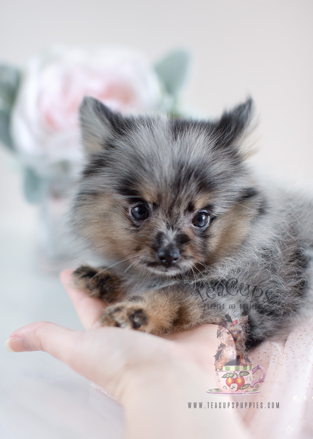 Adorable Teacup Pomeranian Puppies for Sale | Teacups ...