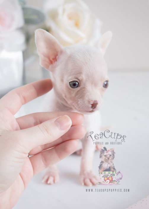 For Sale #069 Teacup Puppies Chihuahua Puppy