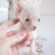 For Sale #069 Teacup Puppies Chihuahua Puppy