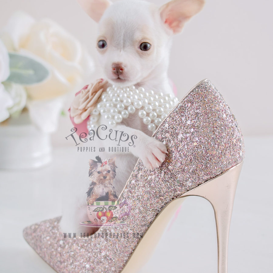 Black Poodle Puppies in Davie Florida Teacup Puppies & Boutique