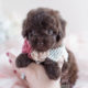Puppy For Sale #037 Teacup Puppies Chocolate Poodle