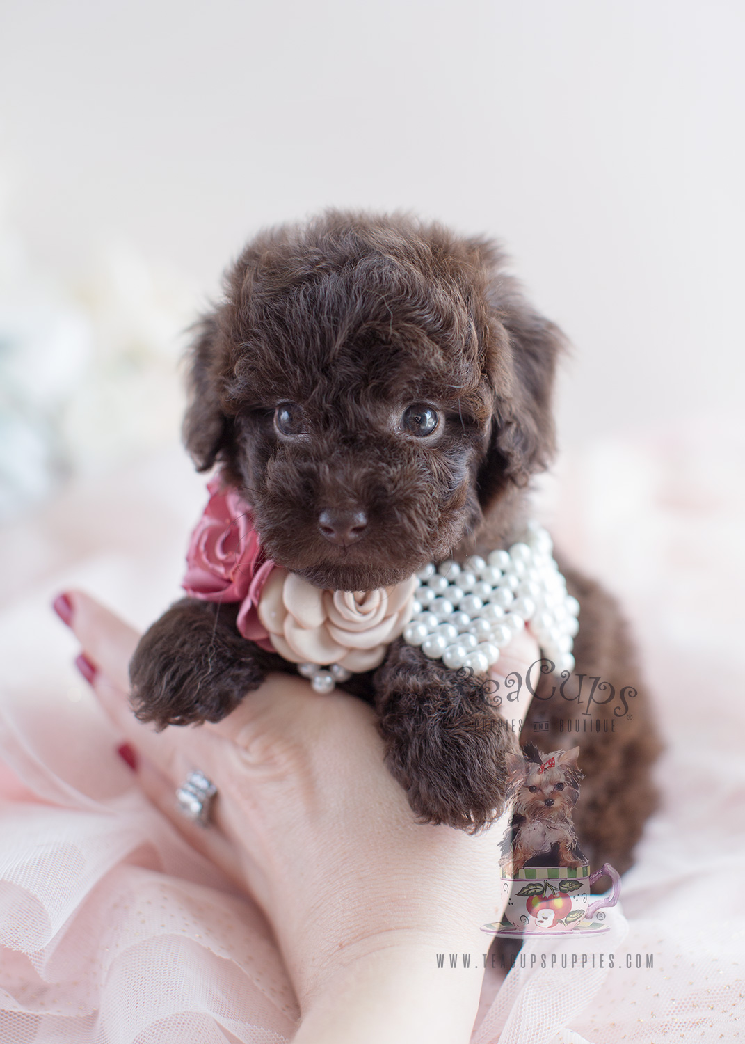 chocolate toy poodle puppy