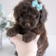 Poodle Puppy For Sale #060 Teacup Puppies Chocolate