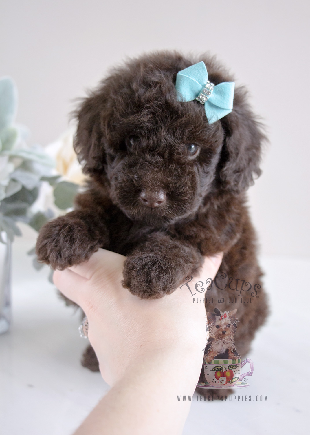 chocolate toy poodle puppy