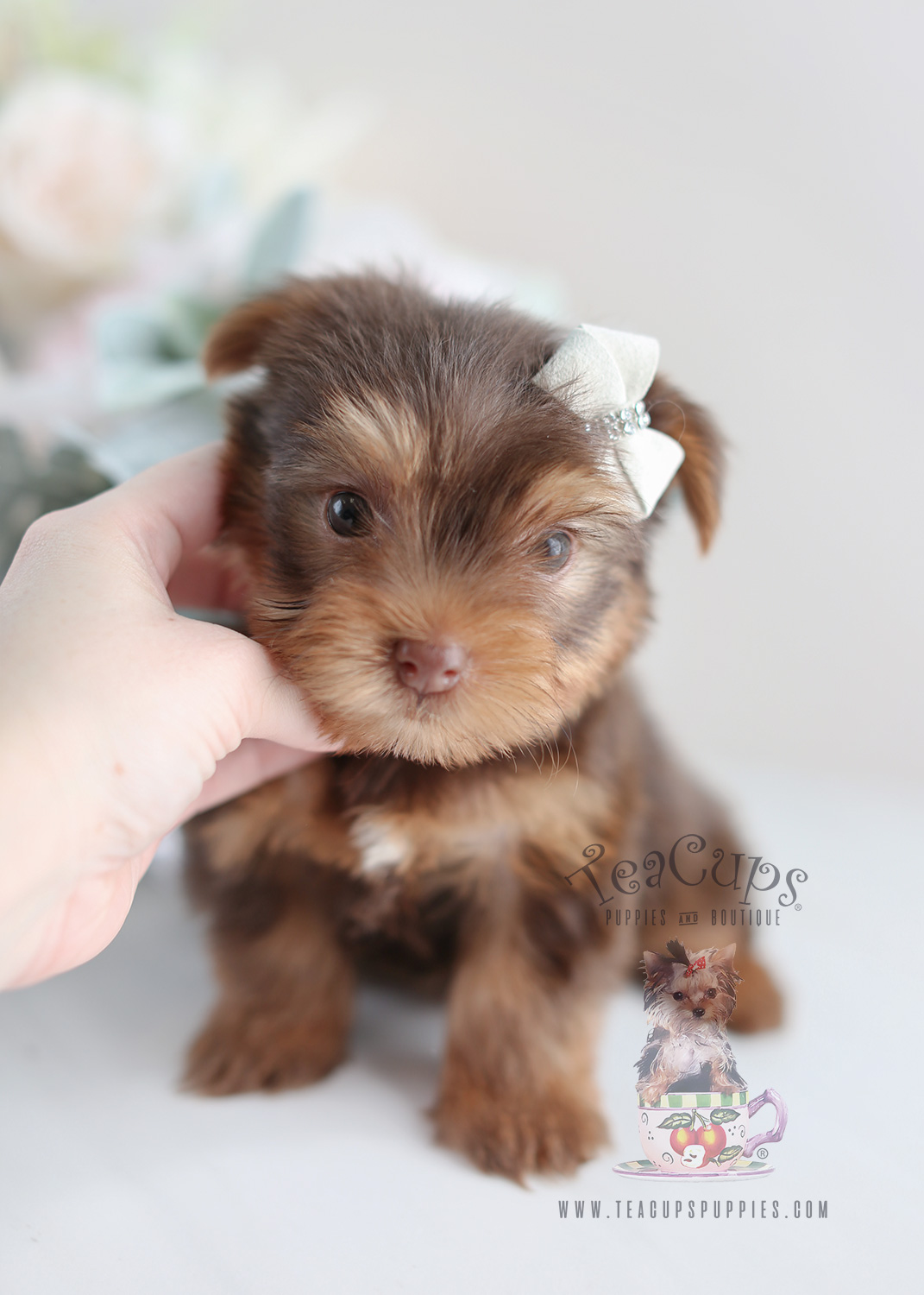 Beautiful Teacup Yorkie Puppies Miami Ft. Lauderdale Area Teacups