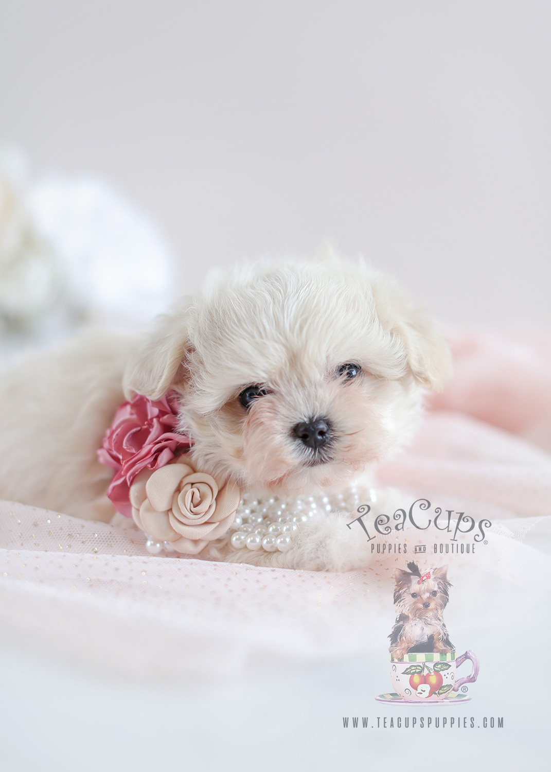 Maltipoo Puppy For Sale