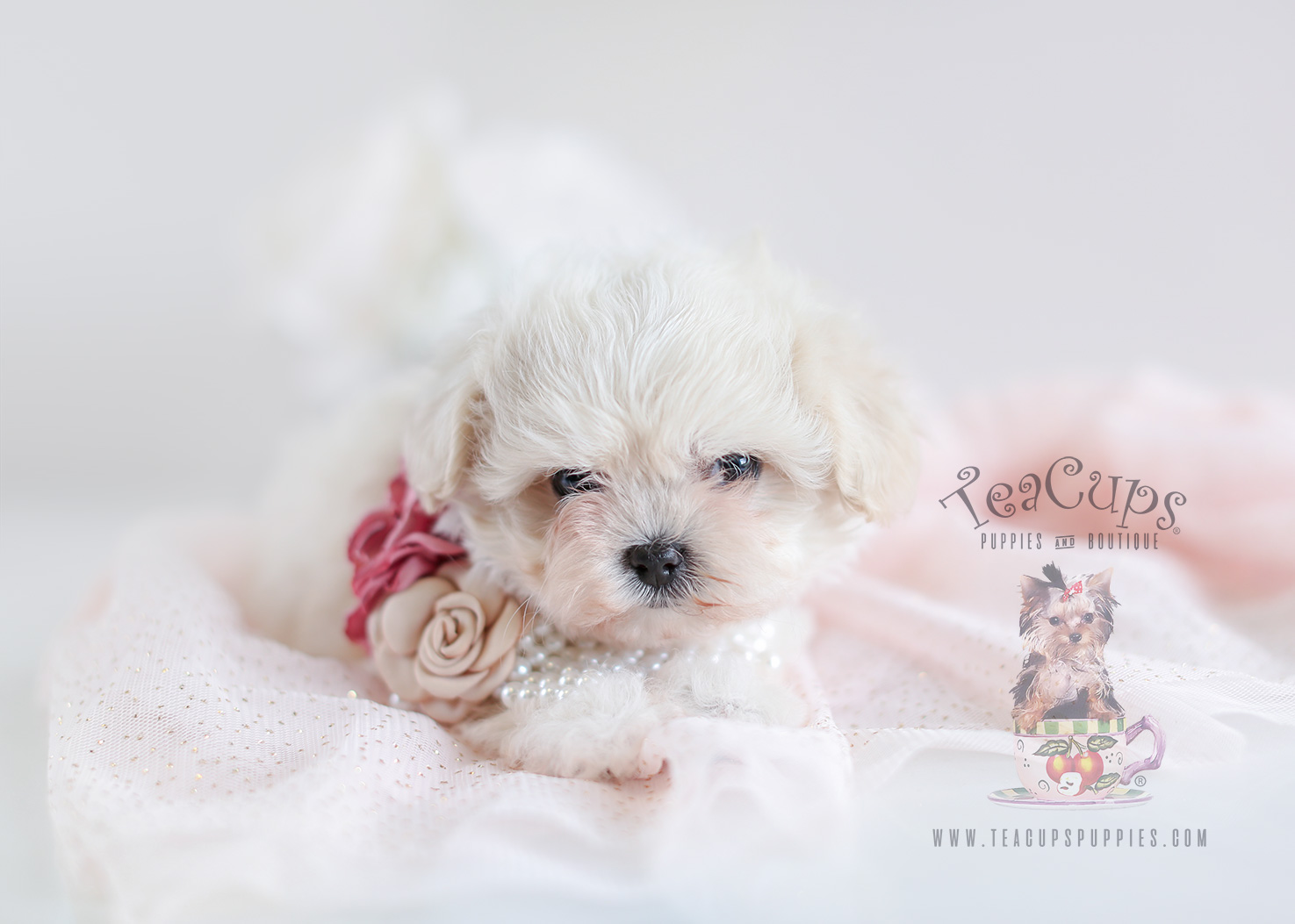 Maltipoo Puppies For Sale by Teacup Puppies