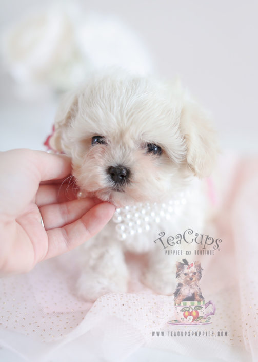 Teacup Puppies Maltipoo Puppy For Sale #050