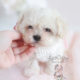 Teacup Puppies Maltipoo Puppy For Sale #050