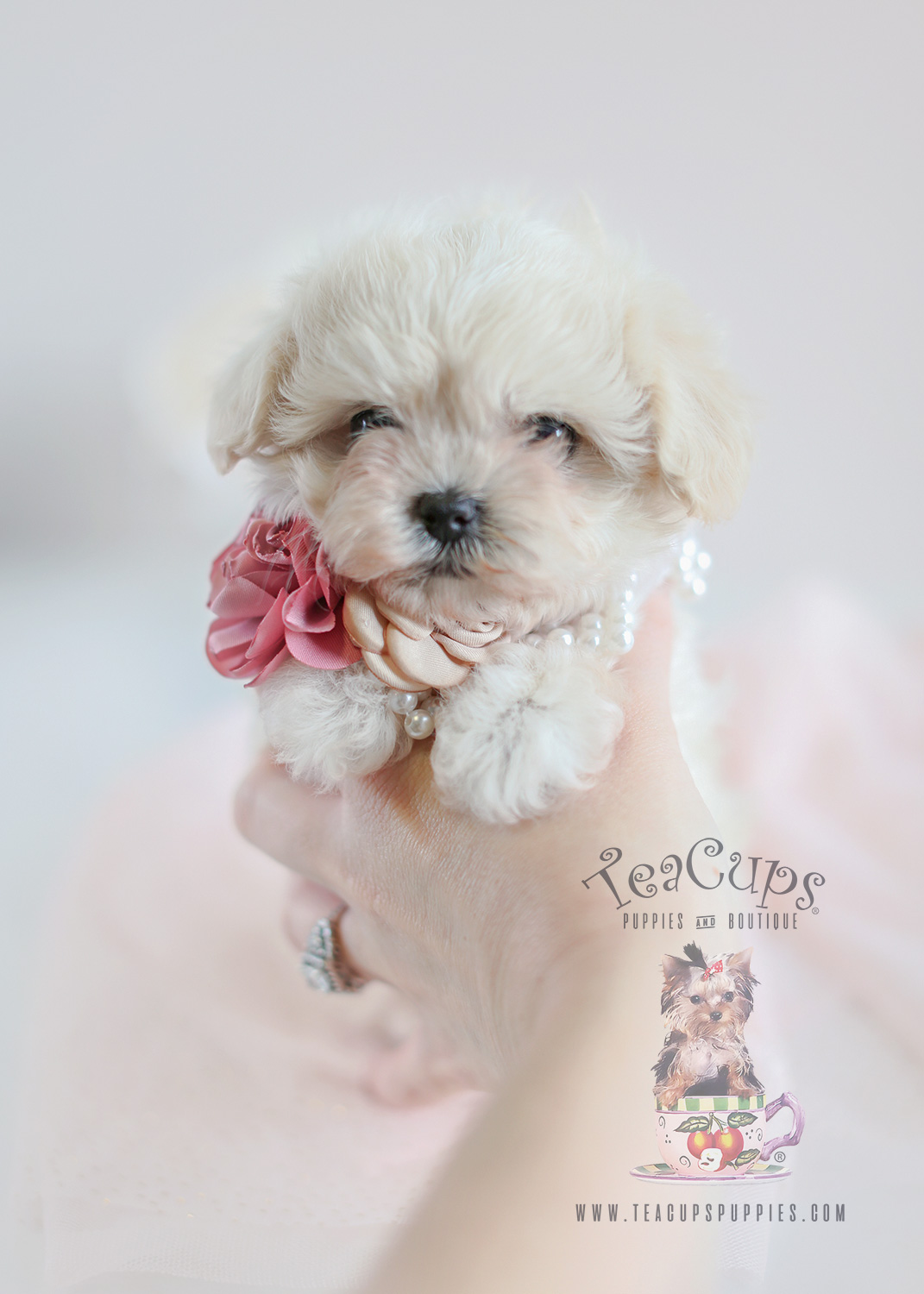 Teacup Puppies and Maltipoo Puppies For Sale