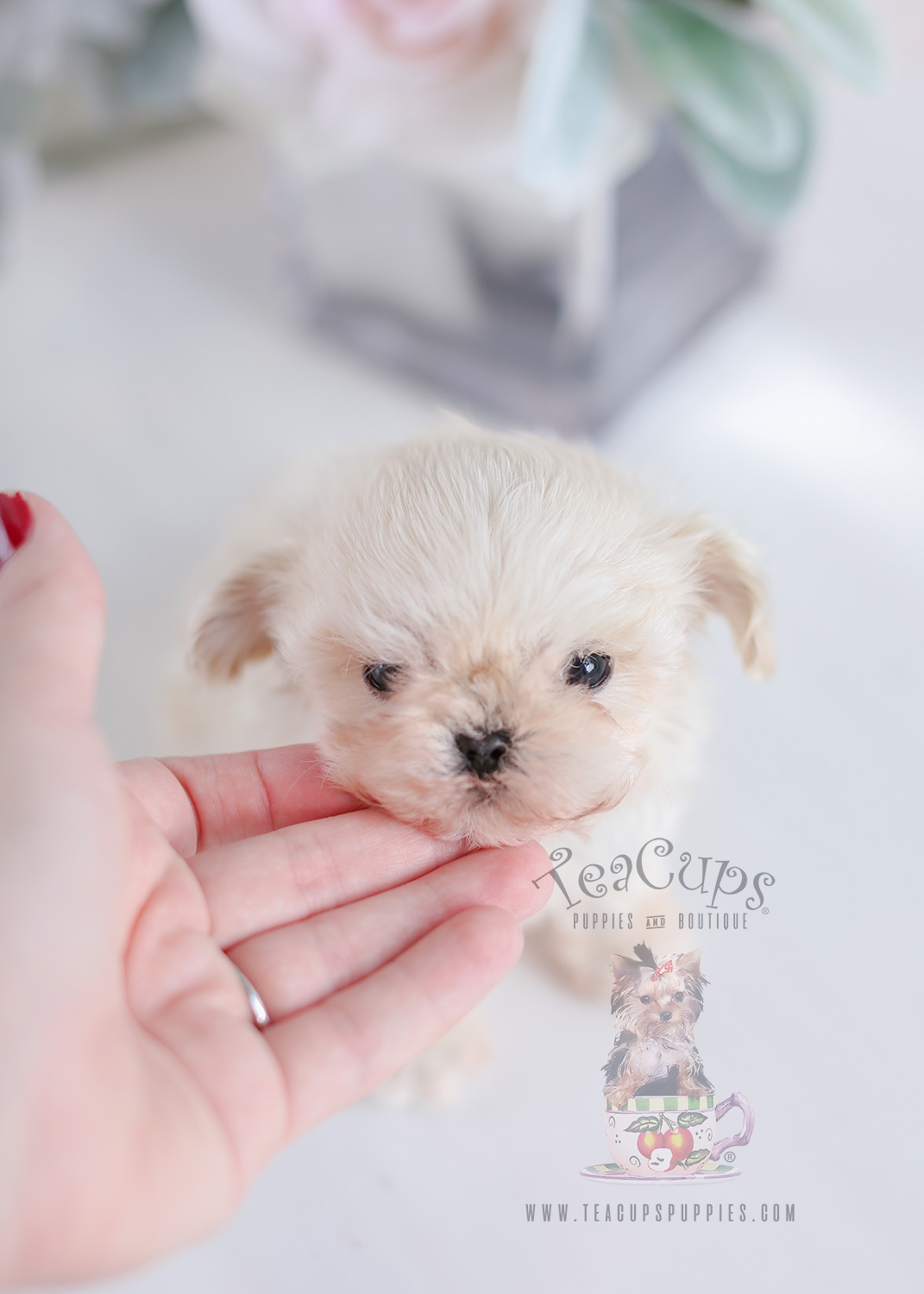 Micro Teacup Puppies Maltipoos For Sale