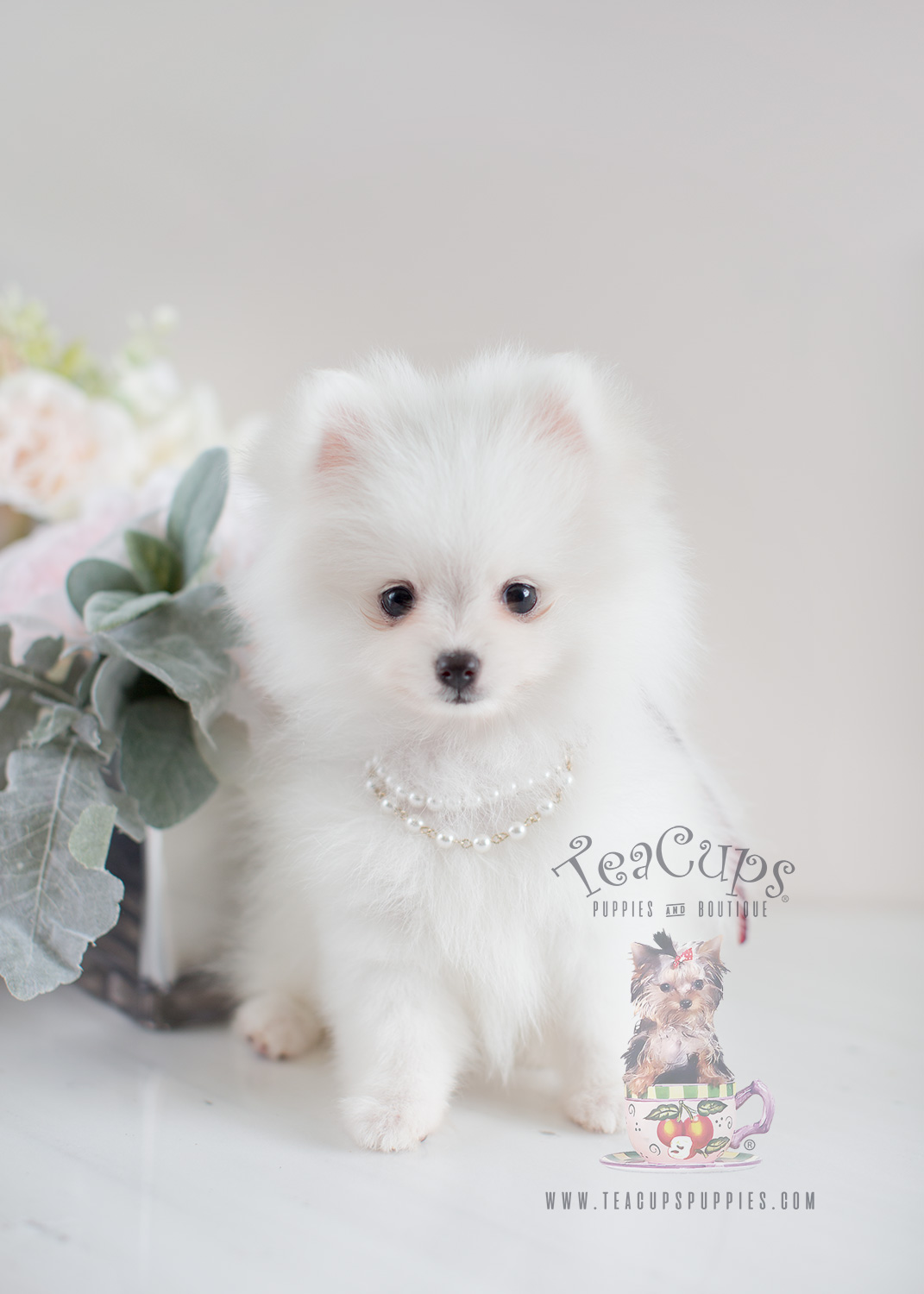 White Pomeranian Puppies For Sale Teacup Puppies