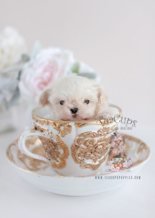 Maltipoo Puppies For Sale by Teacup Puppies of South Florida