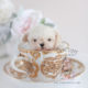Maltipoo Puppies For Sale by Teacup Puppies of South Florida