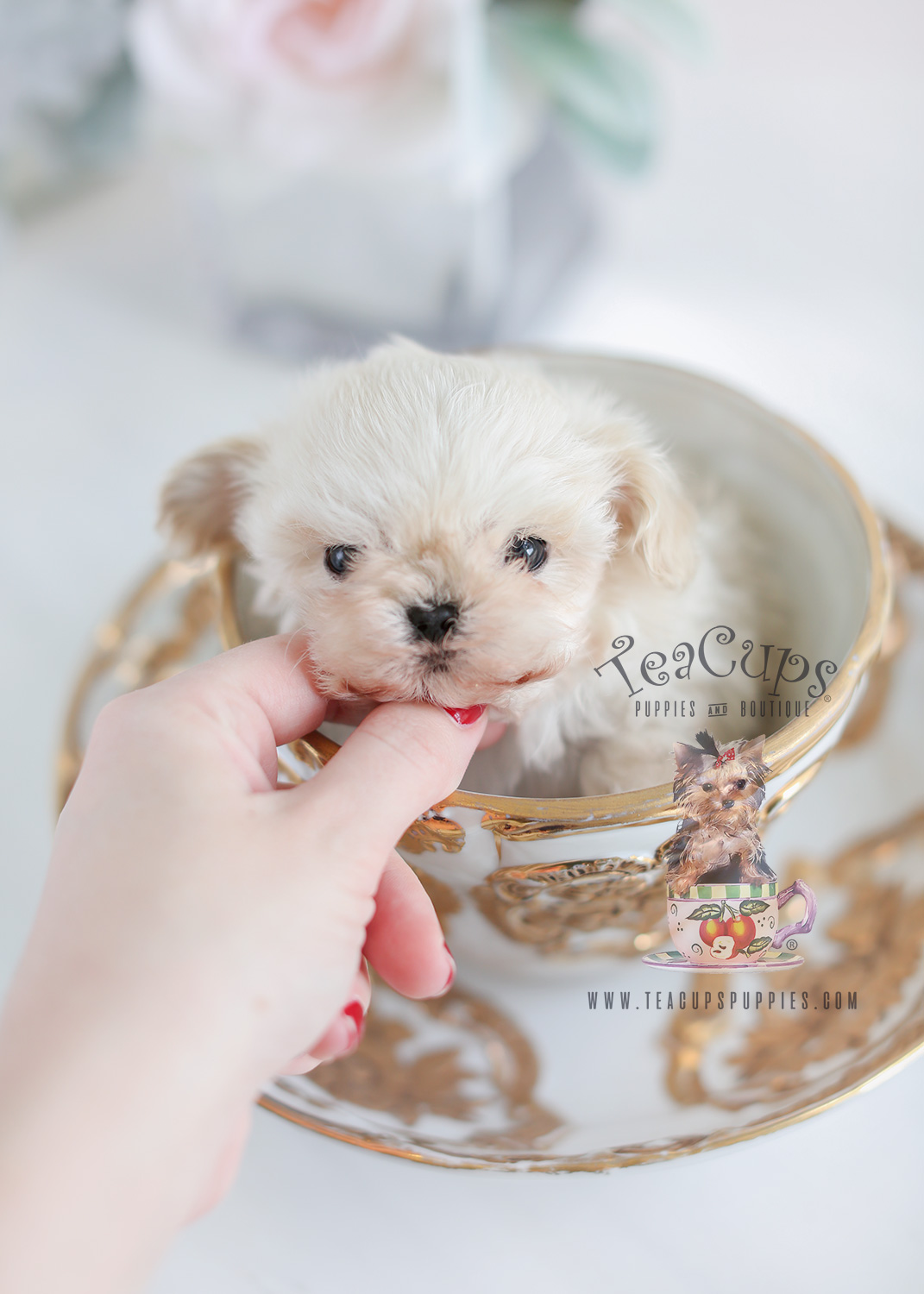 miniature maltese poodle puppies for sale