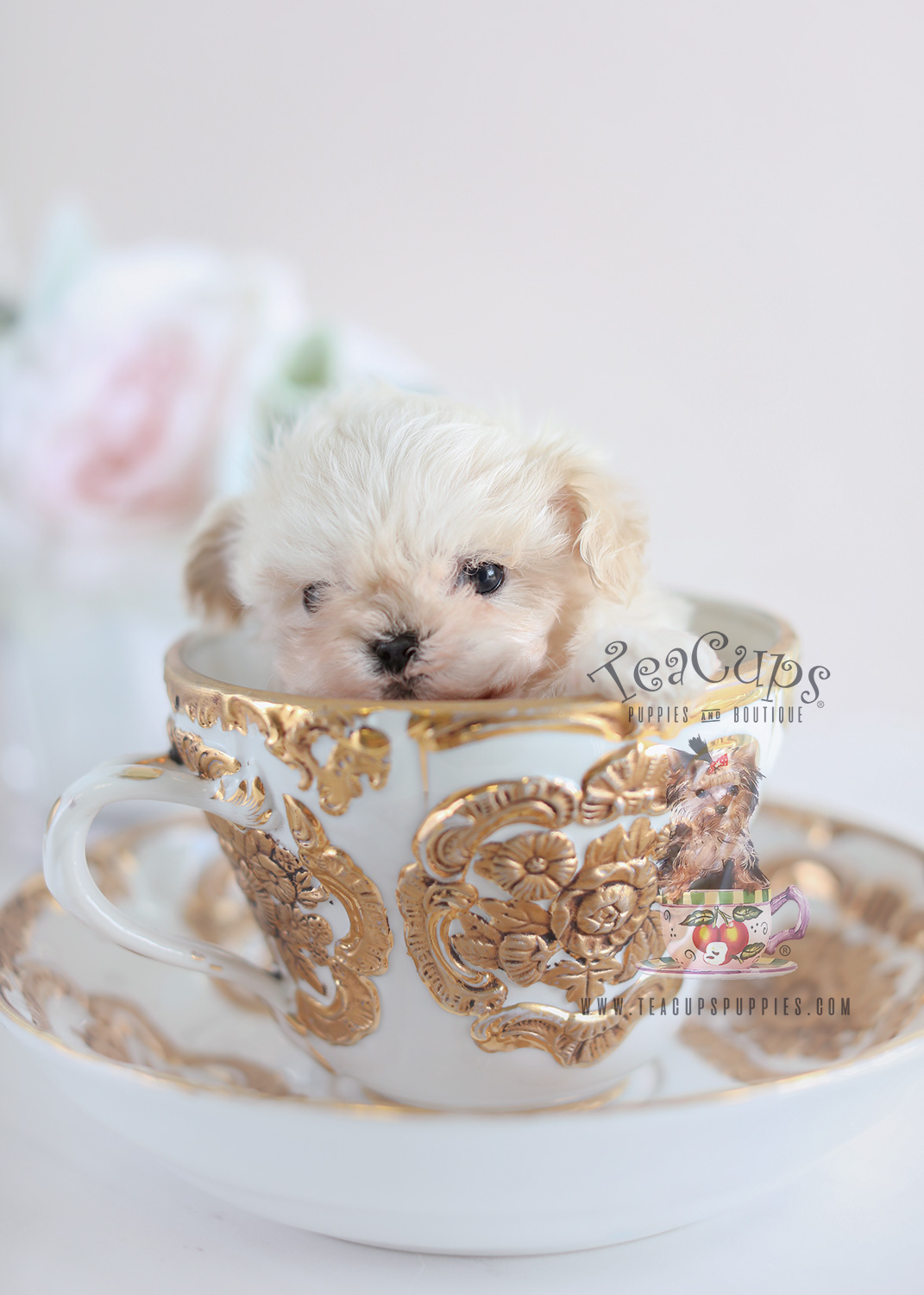 Micro Teacup Maltipoo Puppy For Sale