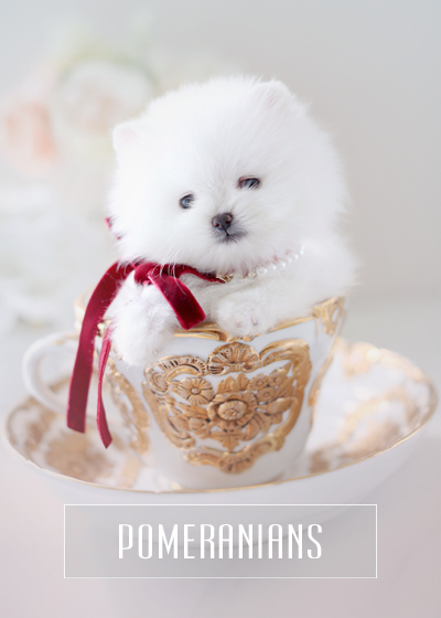 Teacup Pomeranians For Sale Teacup Puppies