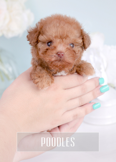 rolly teacup poodles for sale