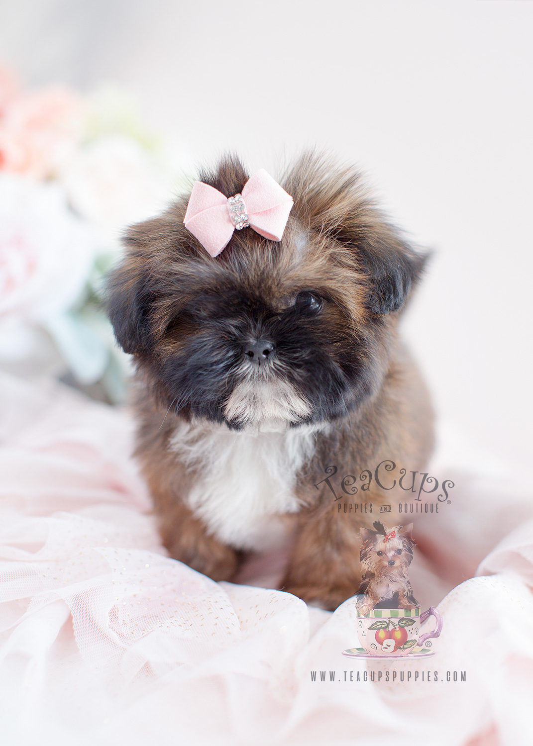 Shih Tzu Puppy For Sale #028