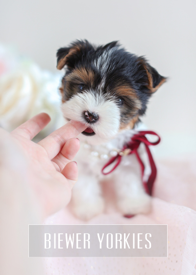 best place to buy teacup puppies