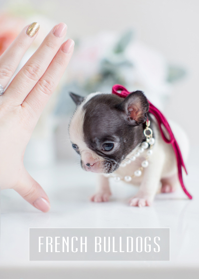 Teacup Puppies: Tiny French Bulldogs For Sale