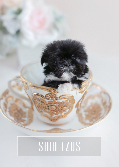 teacup puppy dogs