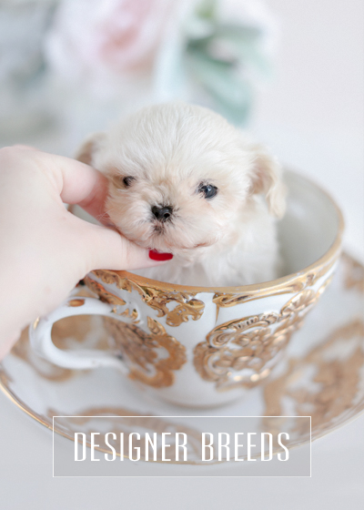 79+ Teacup Maltese Shih Tzu Puppies For Sale Near Me