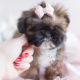 Shih Tzu Puppy For Sale #038