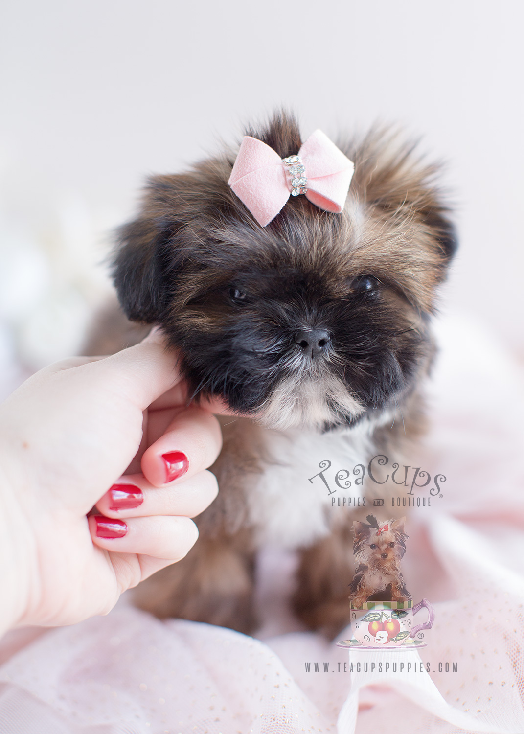 Shih Tzu Puppy For Sale #038