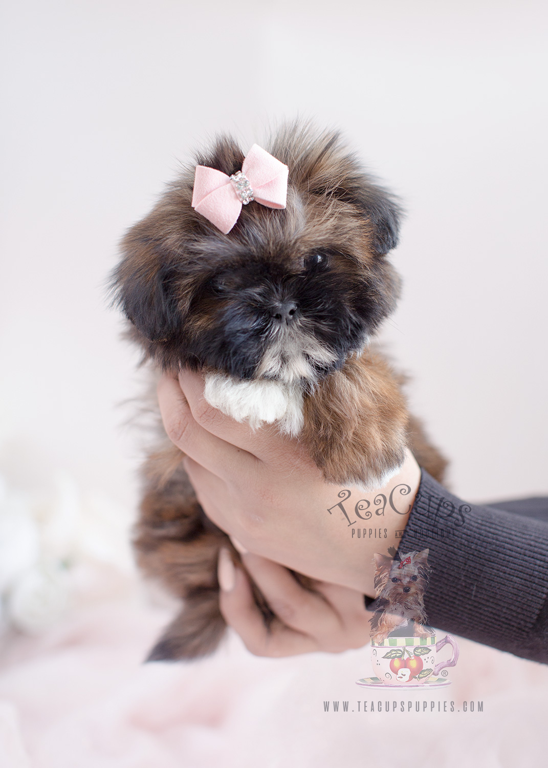 Beautiful Shih Tzu puppy for sale #038