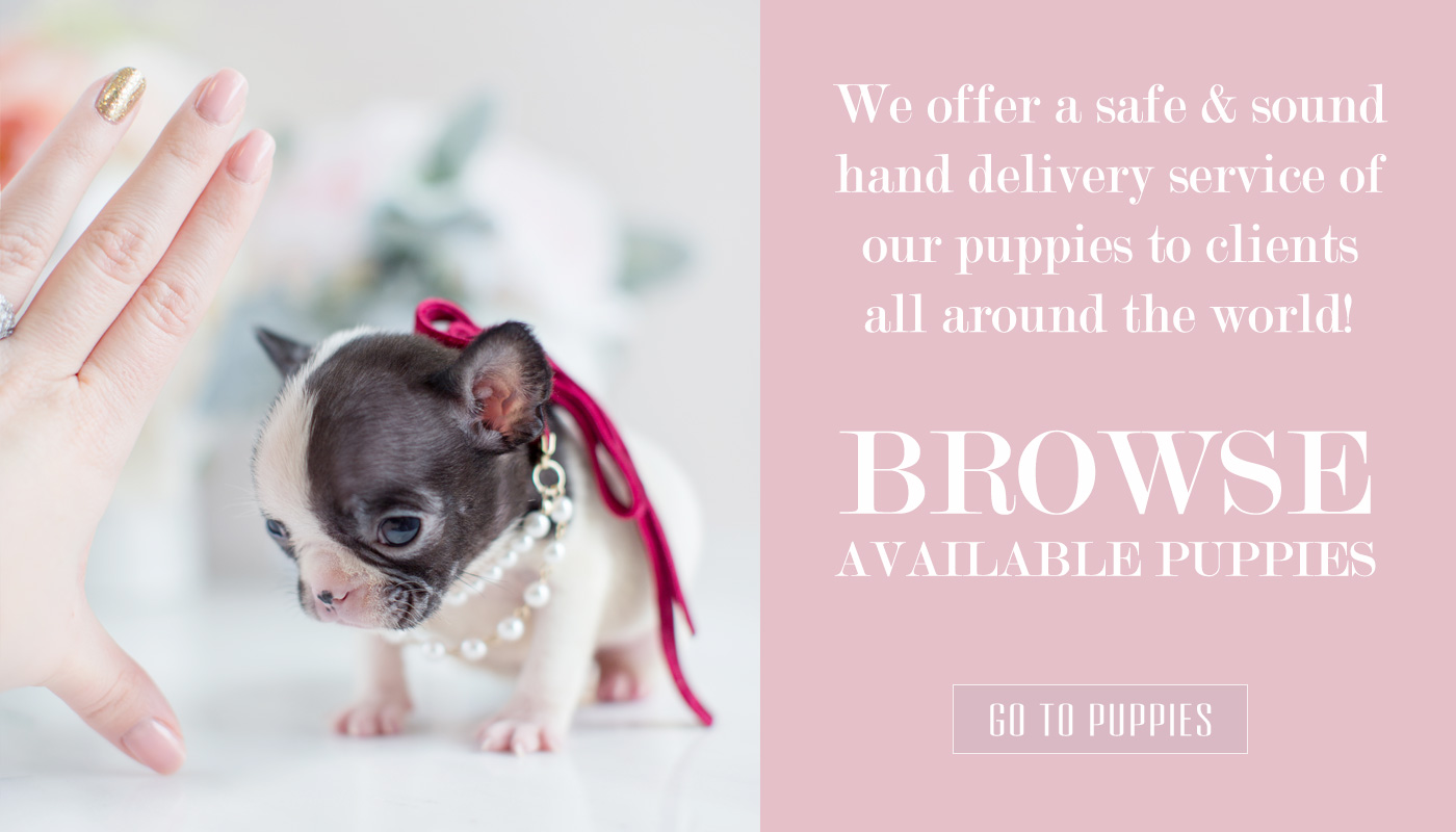 teacuppuppyboutiquedeliveryservice Teacup Puppies & Boutique