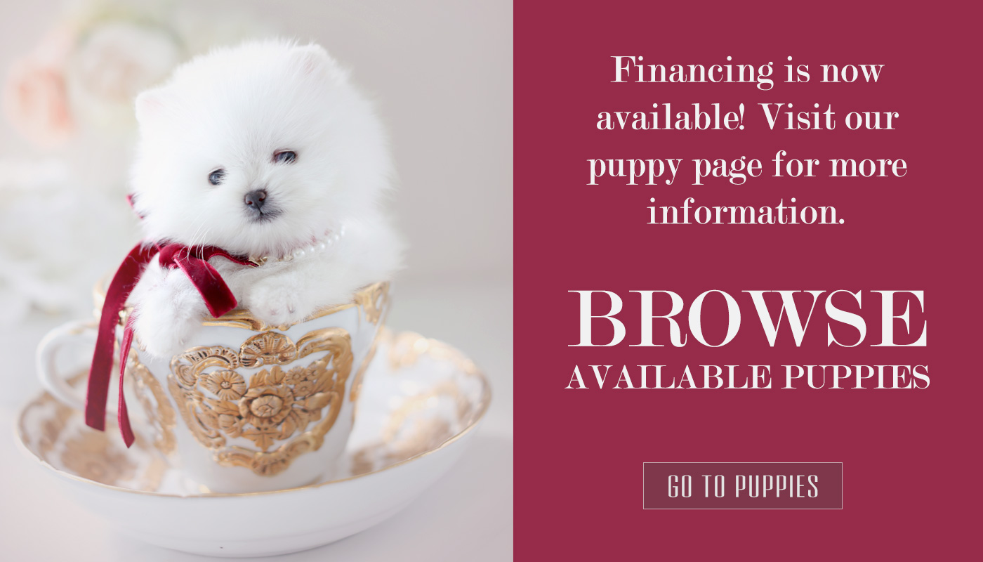 Toy Teacup Puppies For Sale TeaCups, Puppies and Boutique