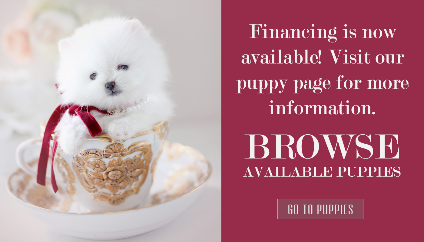 teacuppuppystorefinancing Teacup Puppies & Boutique