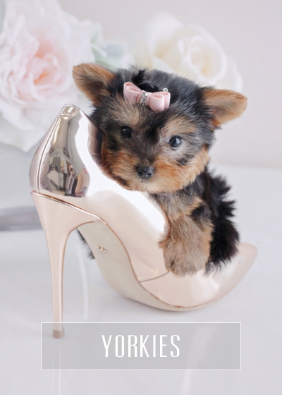 Teacup Yorkies For Sale Teacup Puppies Florida