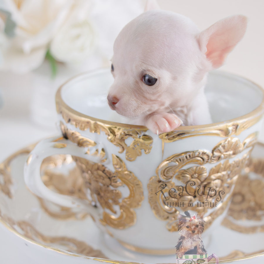 Maltese Puppies For Sale in Miami / Fort Lauderdale FL Teacup Puppies & Boutique