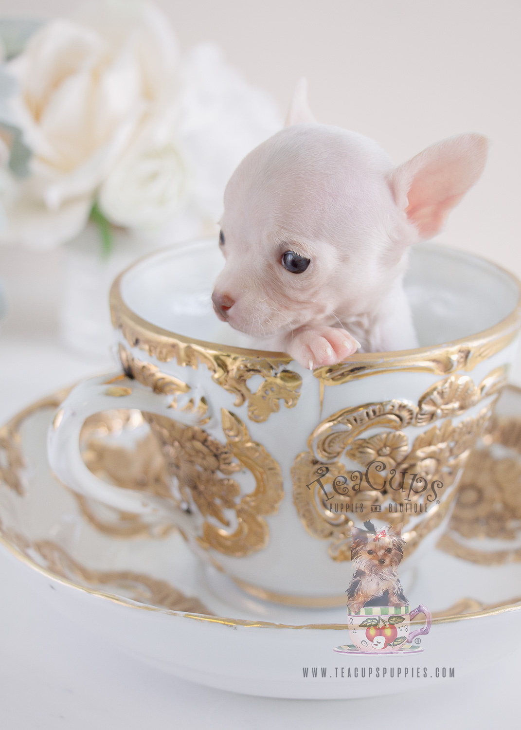 Chihuahua Puppy For Sale #068 Teacup Puppies Tiny Teacup