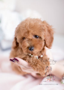 Red Poodle Puppy For Sale