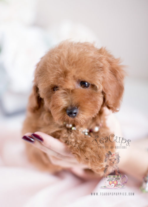 Teacup and Toy Poodle Puppies Teacups, Puppies & Boutique